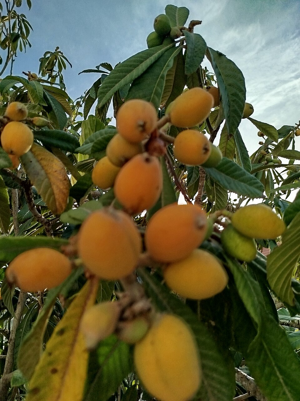 Eriobotrya (Loquats) (alternate view 2)