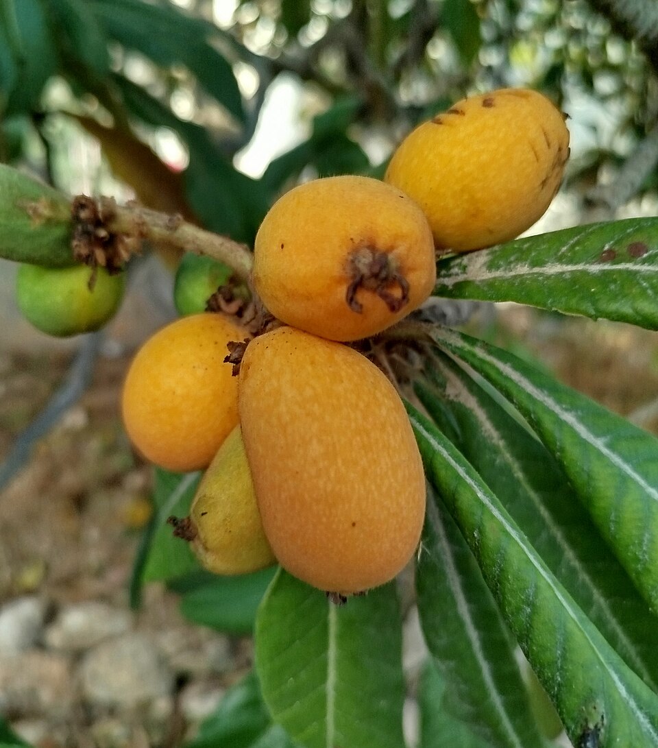 Eriobotrya (Loquats) (alternate view 3)