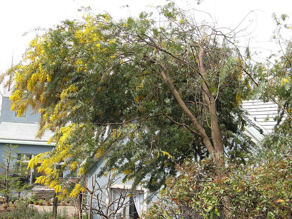 Acacia baileyana (Cootamundra wattle) (alternate view 8)
