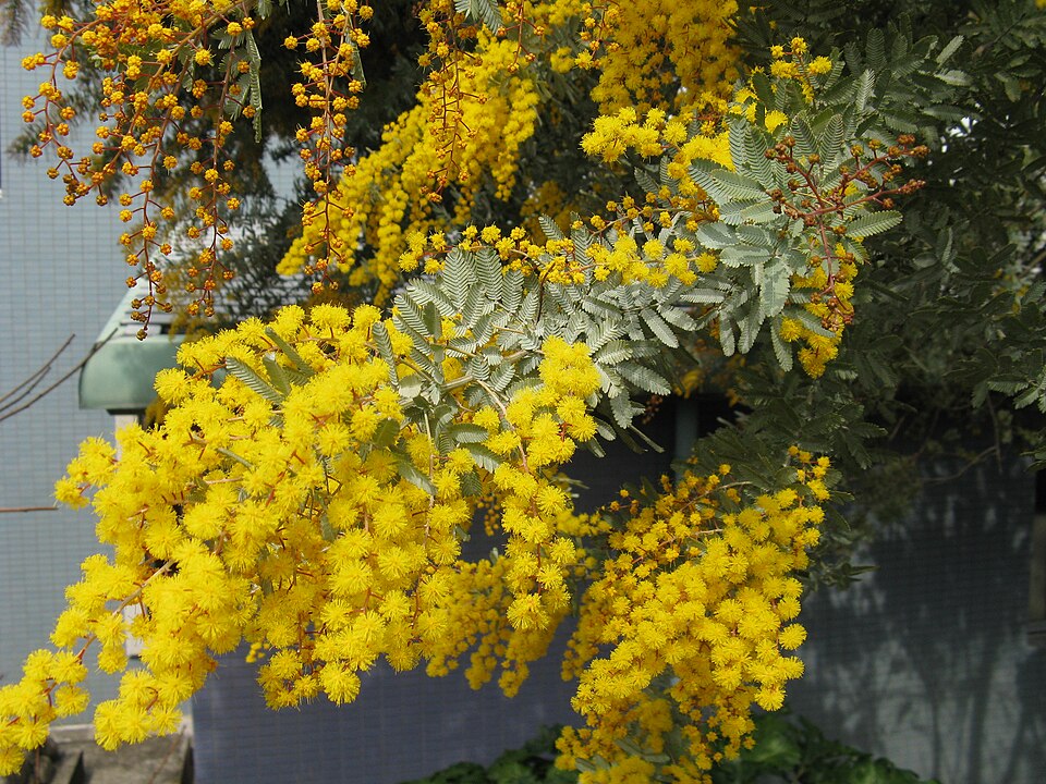Acacia baileyana (Cootamundra wattle) (alternate view 9)