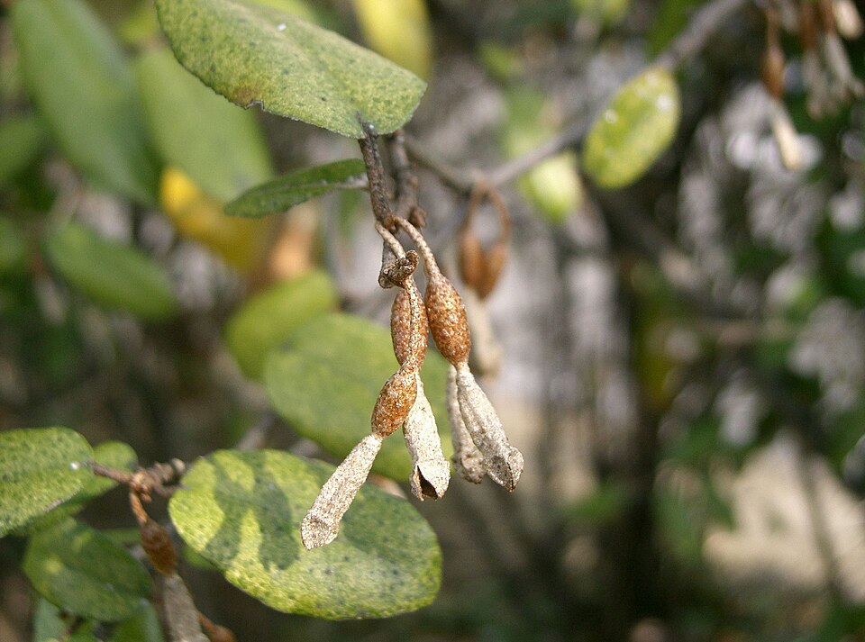 Elaeagnus pungens (silverberry) (alternate view 9)