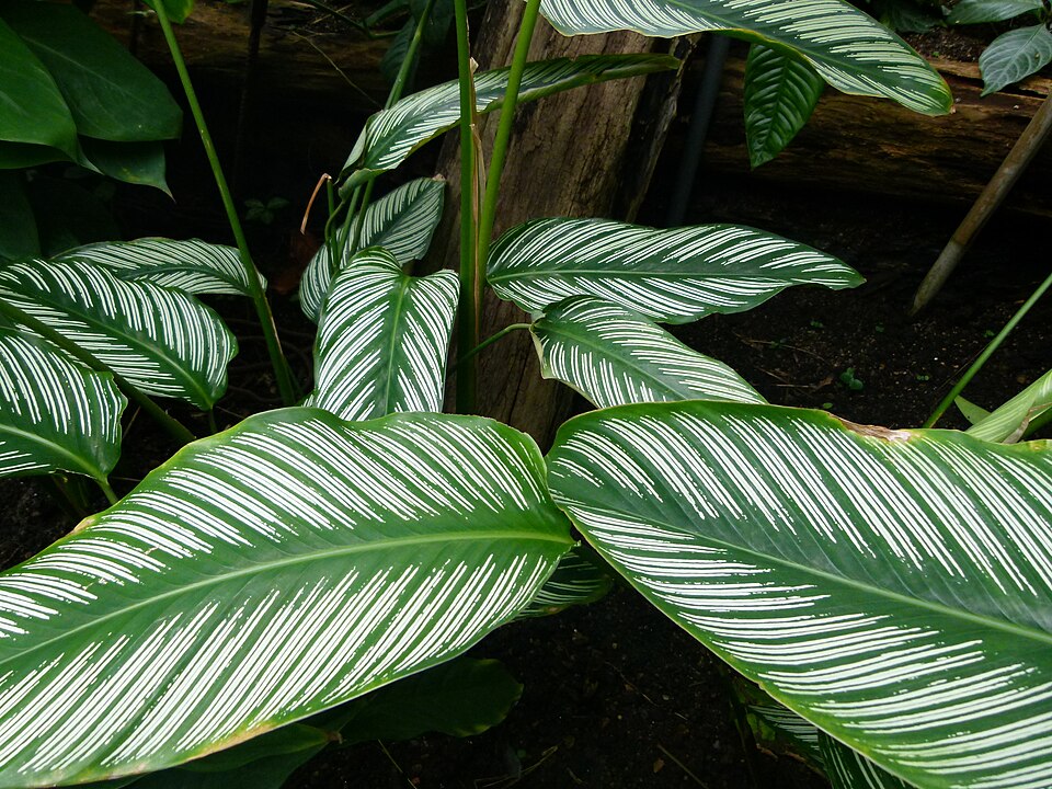 Goeppertia ornata (Pinstripe Calathea)