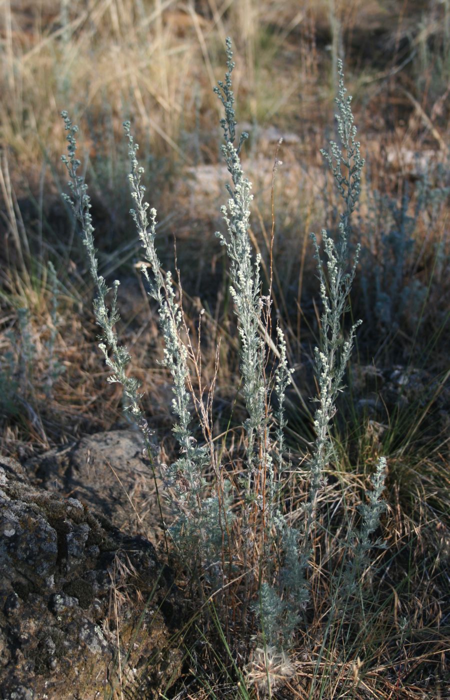 Artemisia frigida (fringed sagebrush) (alternate view 2)