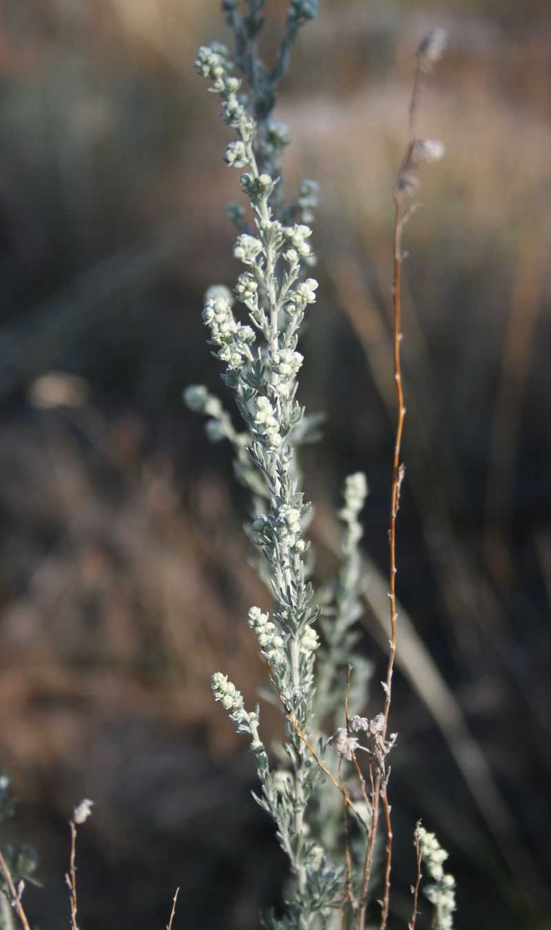 Artemisia frigida (fringed sagebrush) (alternate view 3)