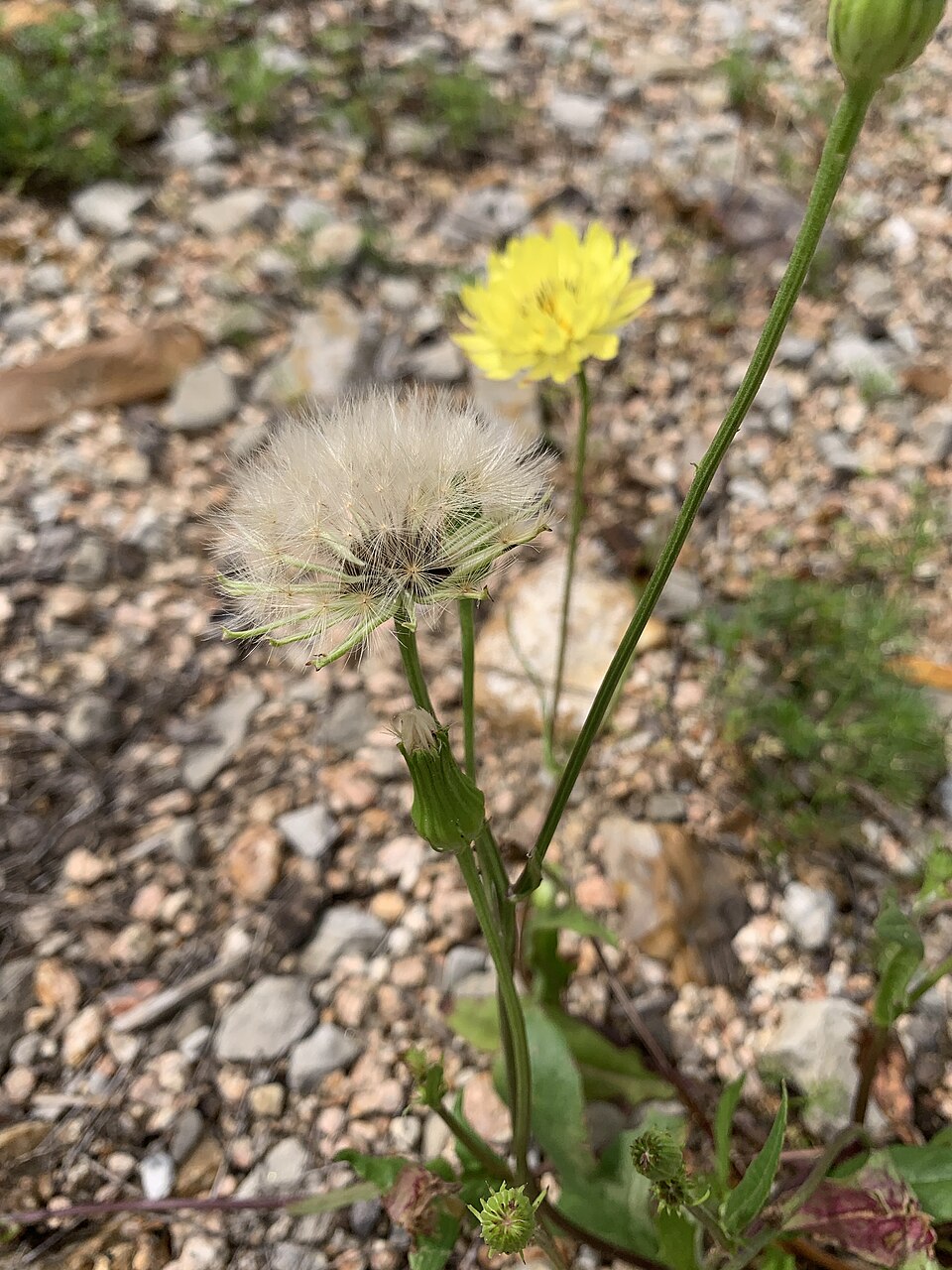 Pyrrhopappus pauciflorus (smallflower desert-chicory) (alternate view 6)