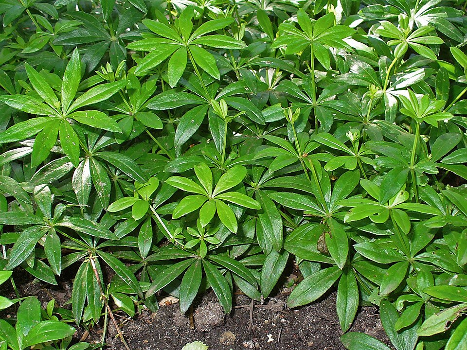 Galium odoratum (sweet woodruff) (alternate view 7)