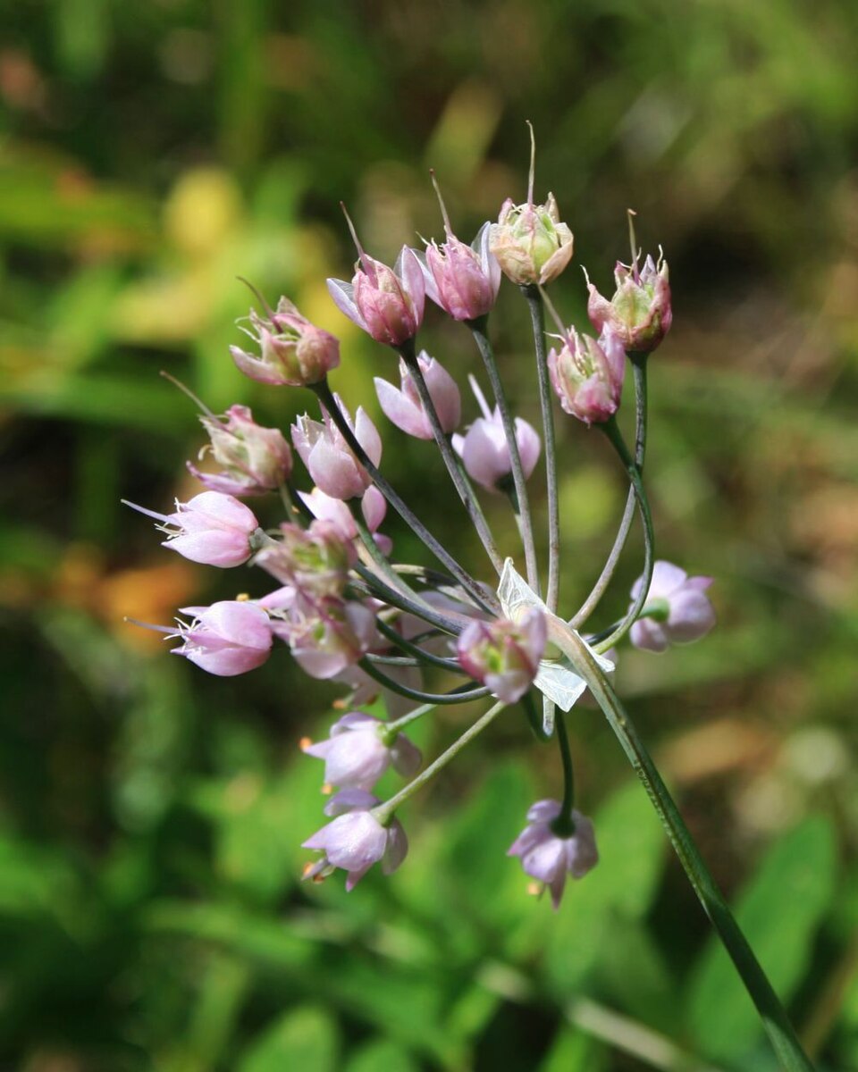 Allium cernuum (Nodding Onion) (alternate view 7)