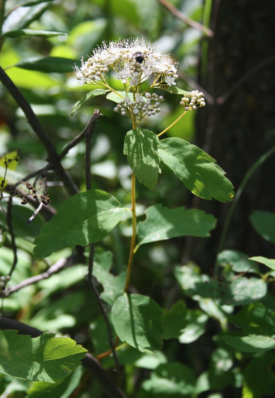 Spiraea lucida (Shinyleaf Spiraea) (alternate view 6)