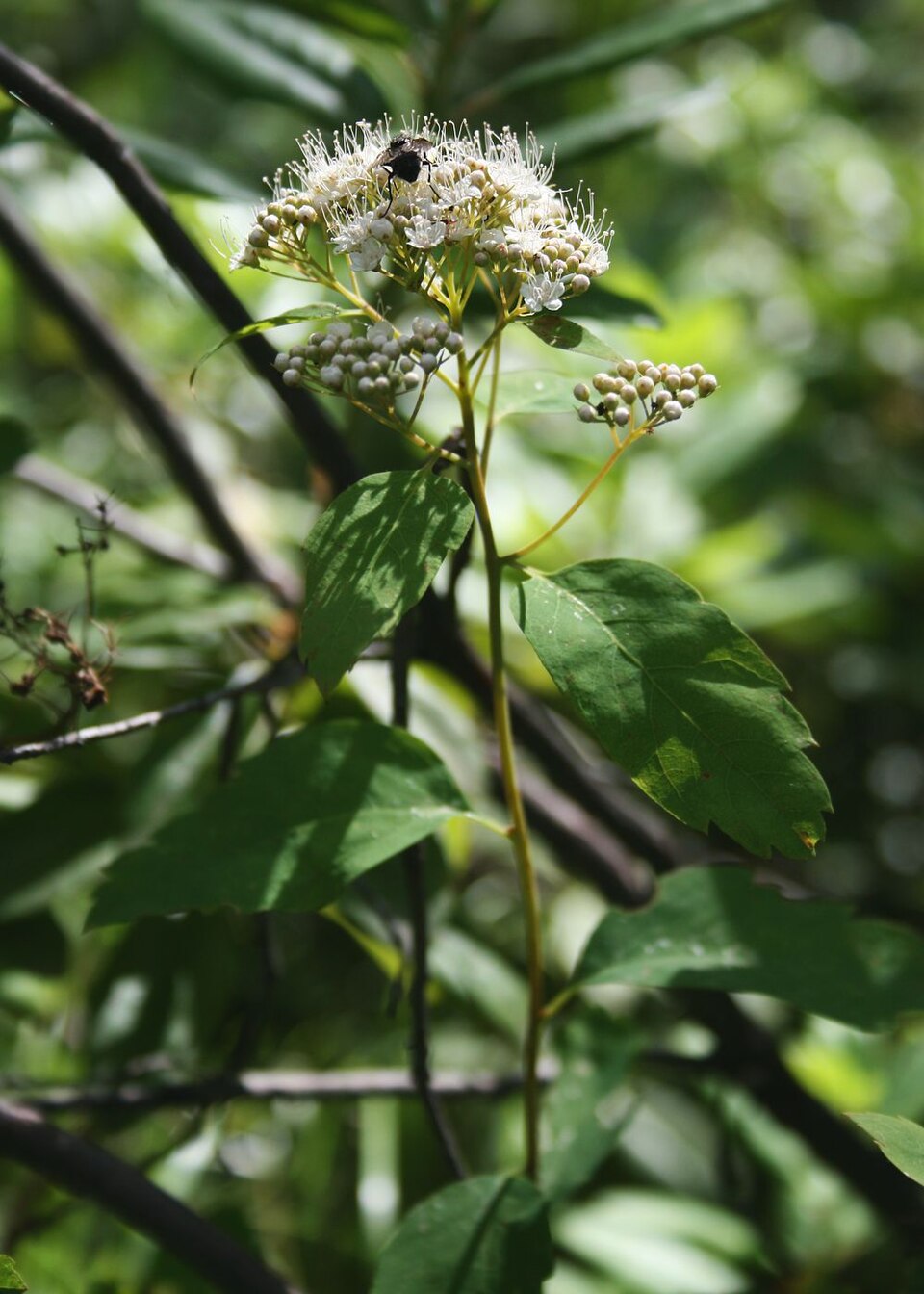 Spiraea lucida (Shinyleaf Spiraea) (alternate view 7)