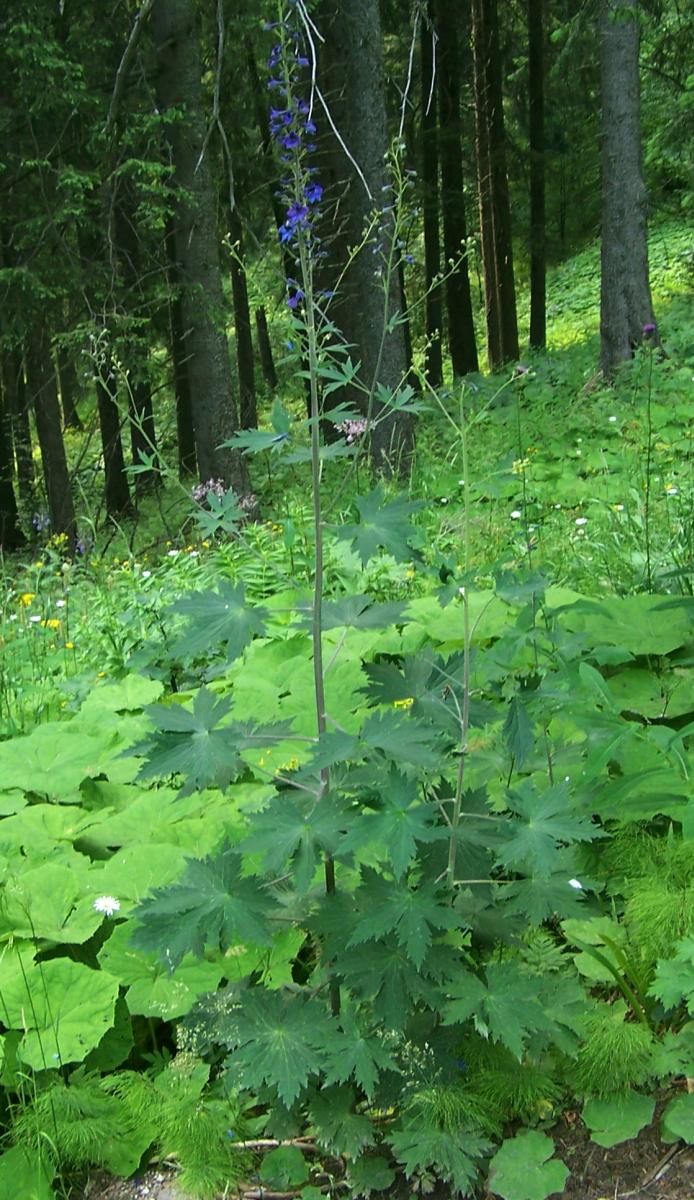 Delphinium elatum, Candle larkspur — upright deciduous (Ranunculaceae) (image 3 of 9)