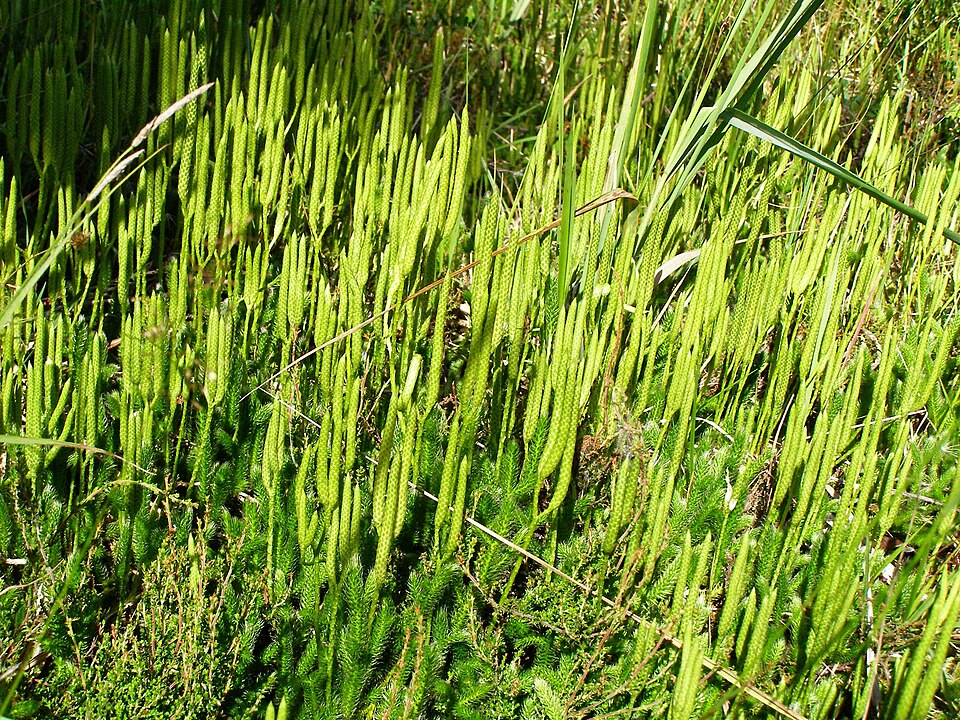 Lycopodium clavatum (stag's-horn clubmoss)