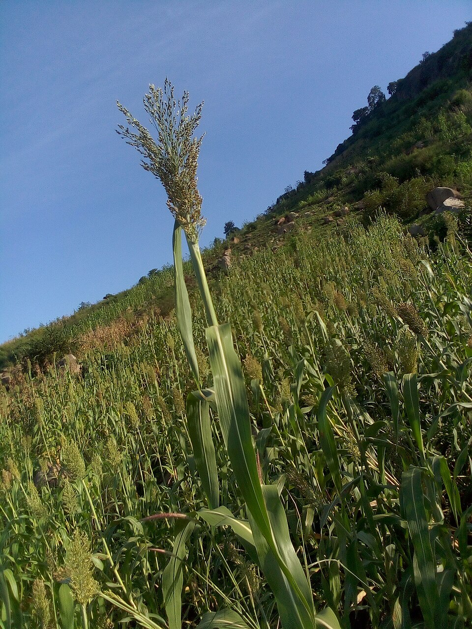 Sorghum (Johnsongrasses, milos, sudangrasses, and allies)