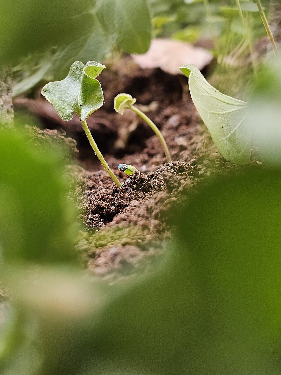 Dichondra (ponysfoots) (alternate view 3)