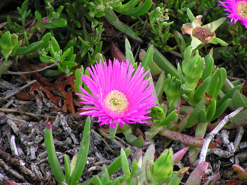 Carpobrotus (sea figs) (alternate view 7)