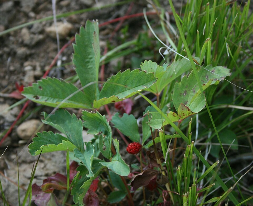 Fragaria virginiana (Mountain Strawberry) (alternate view 6)