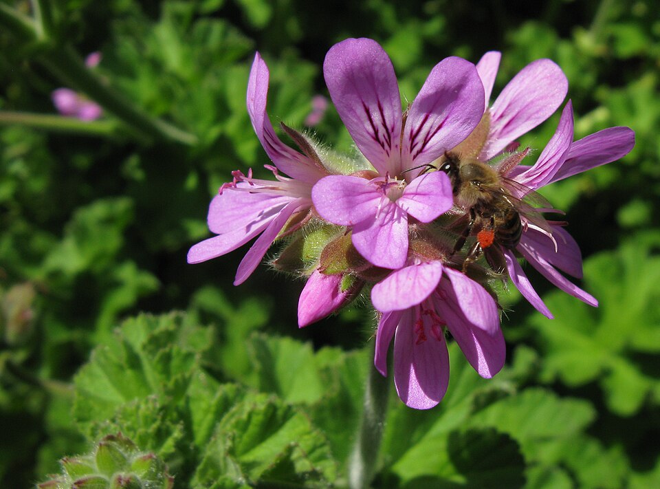 Pelargonium capitatum (rose-scented geranium) (alternate view 6)