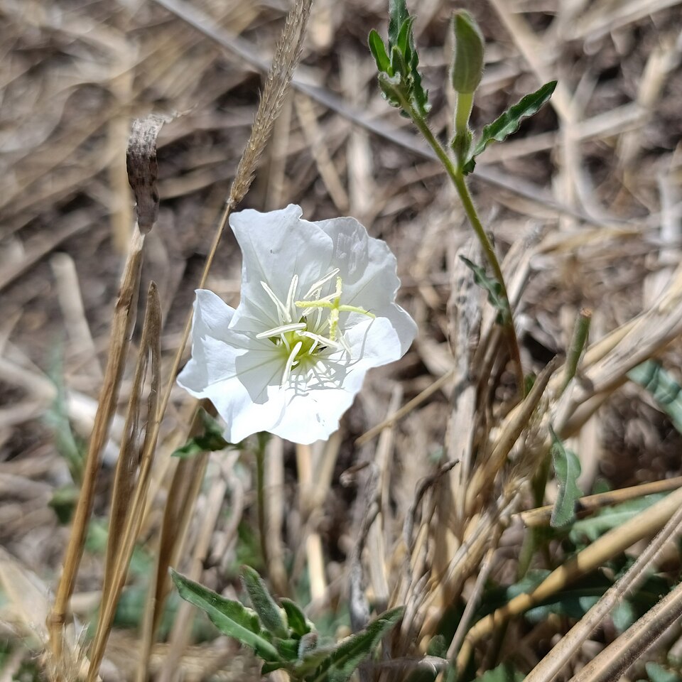Oenothera (evening primroses, sundrops, and beeblossoms) (alternate view 5)