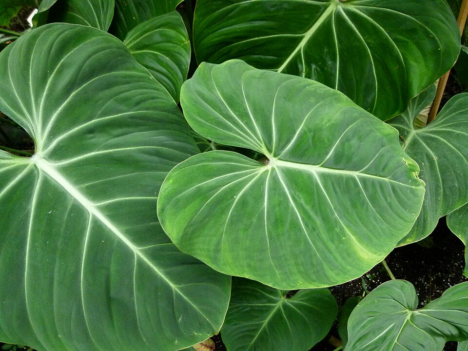 Philodendron gloriosum (Glorious Philodendron) (alternate view 6)