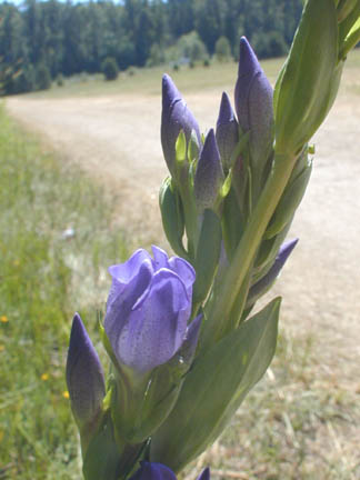 Gentiana sceptrum (King's Scepter Gentian) (alternate view 6)