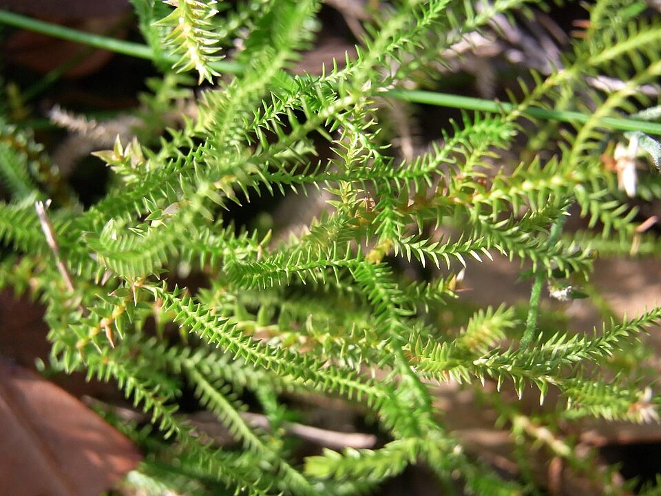 Selaginella uliginosa (Swamp Spikemoss)