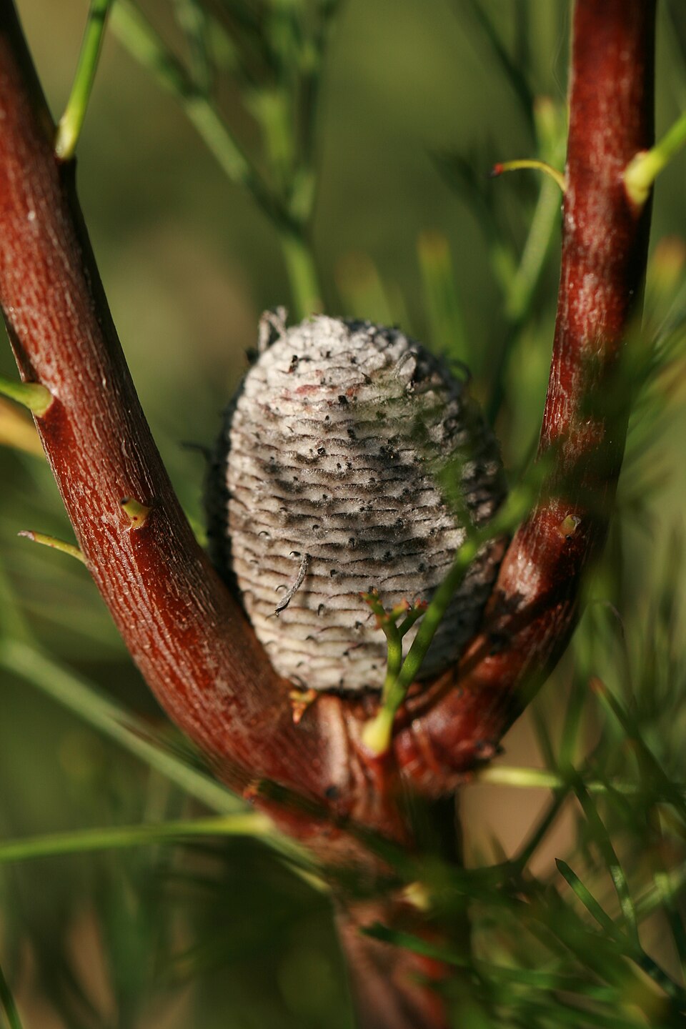 Isopogon anethifolius (Narrow-leaf Drumsticks) (alternate view 2)