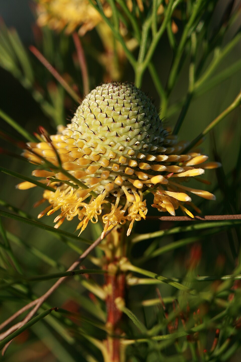 Isopogon anethifolius (Narrow-leaf Drumsticks) (alternate view 3)