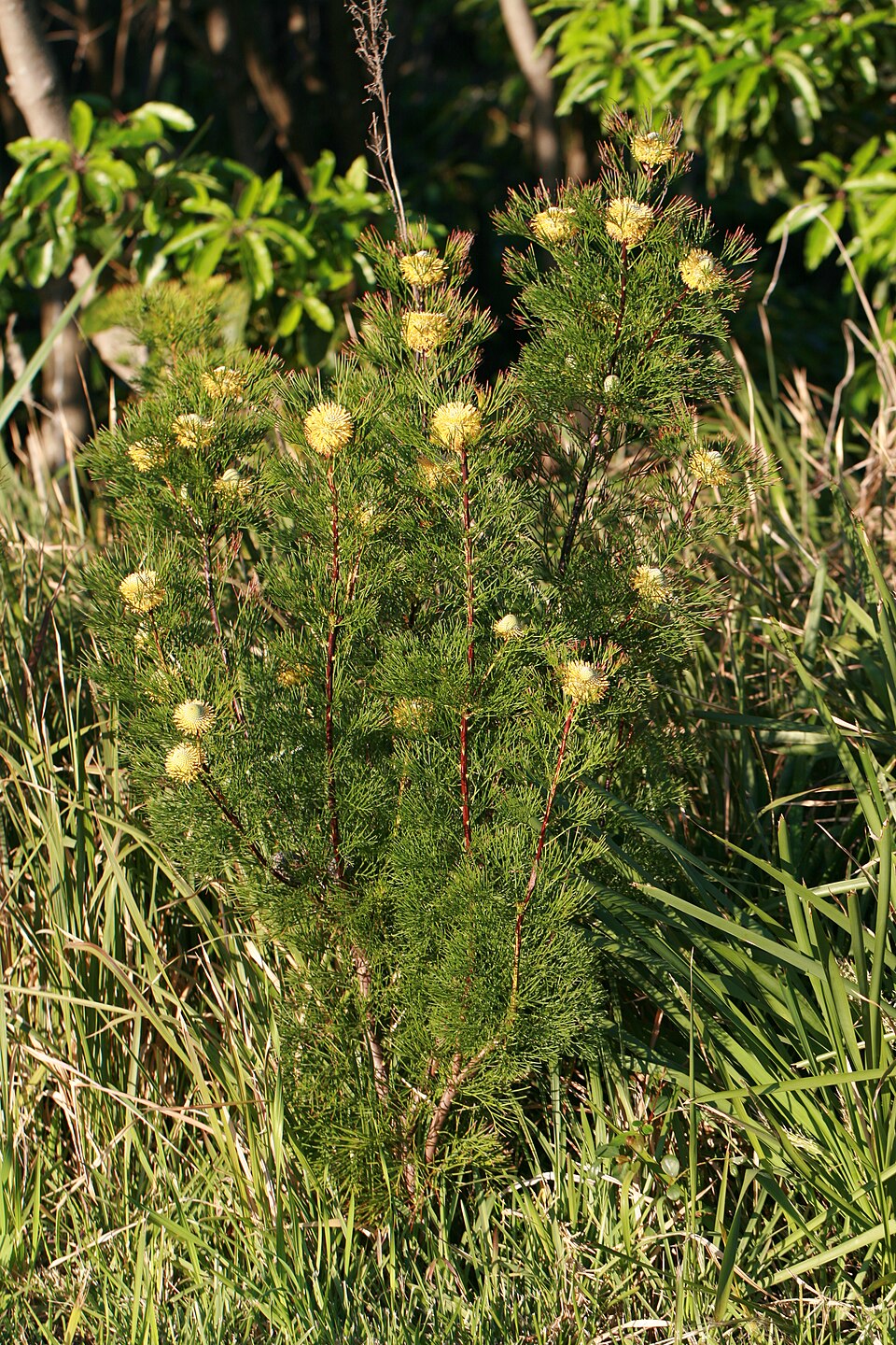 Isopogon anethifolius (Narrow-leaf Drumsticks) (alternate view 4)
