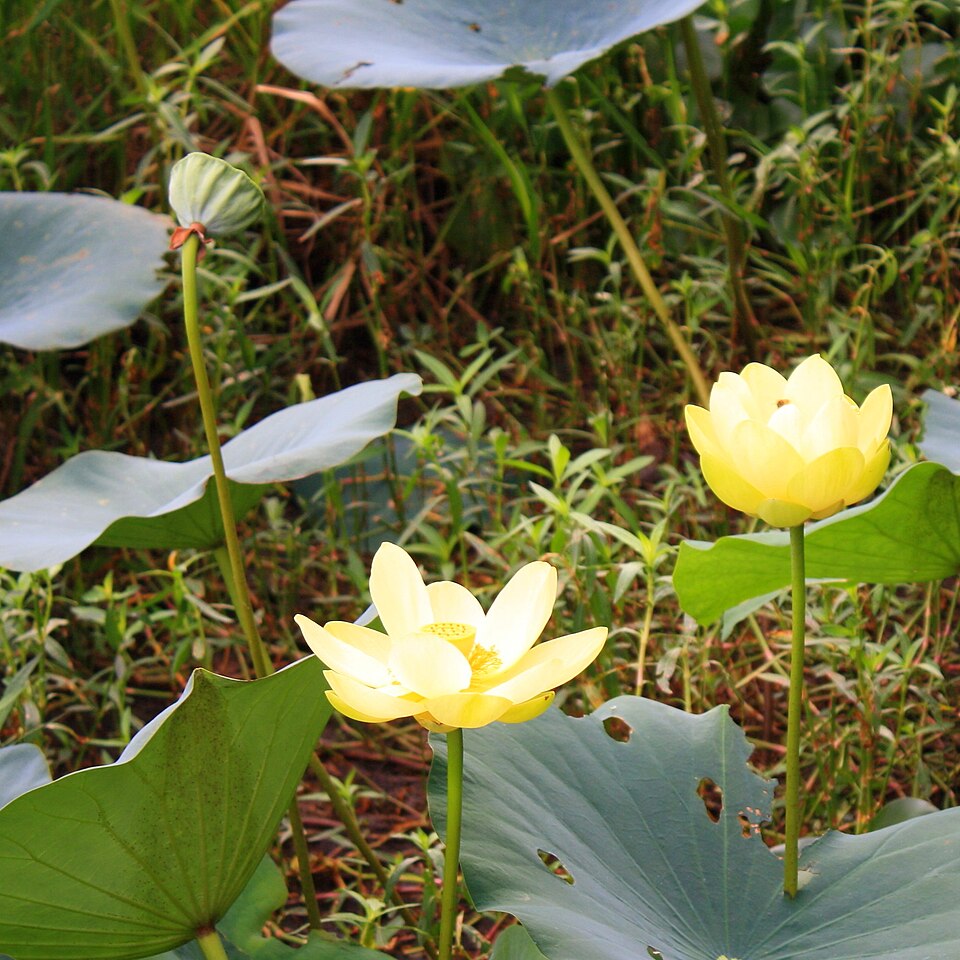 Nelumbo lutea (American lotus) (alternate view 2)
