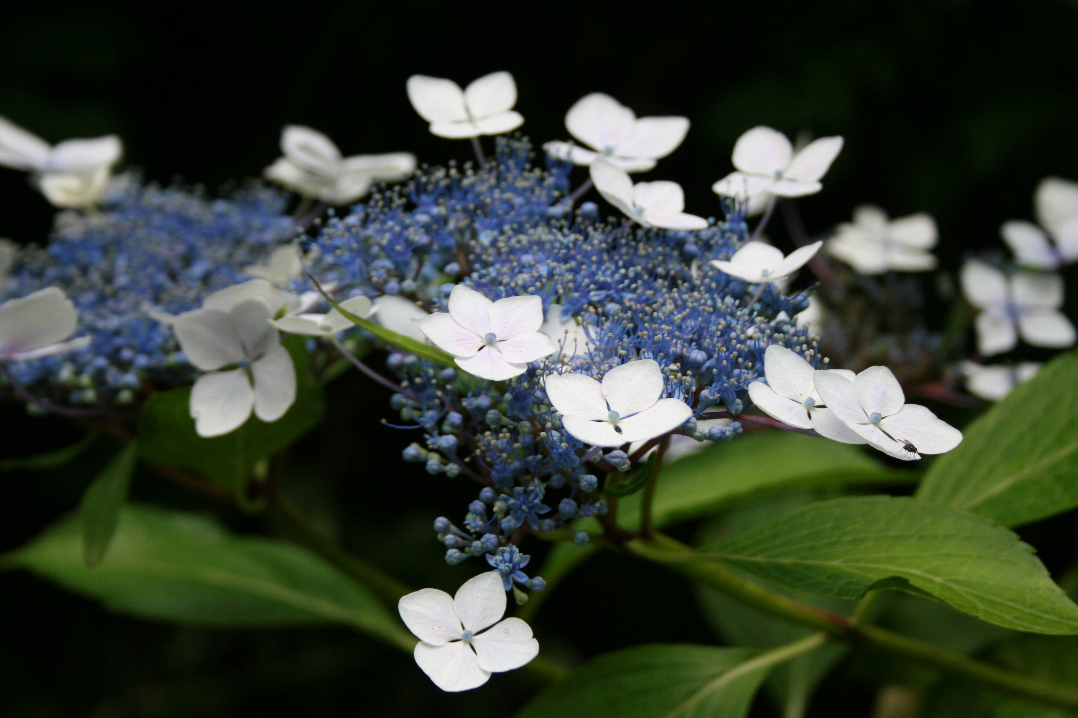 Hydrangea serrata, Mountain hydrangea — mounding deciduous (Hydrangeaceae) (image 2 of 7)