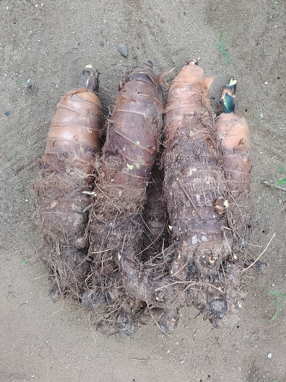 Colocasia (Elephant ears) (alternate view 3)