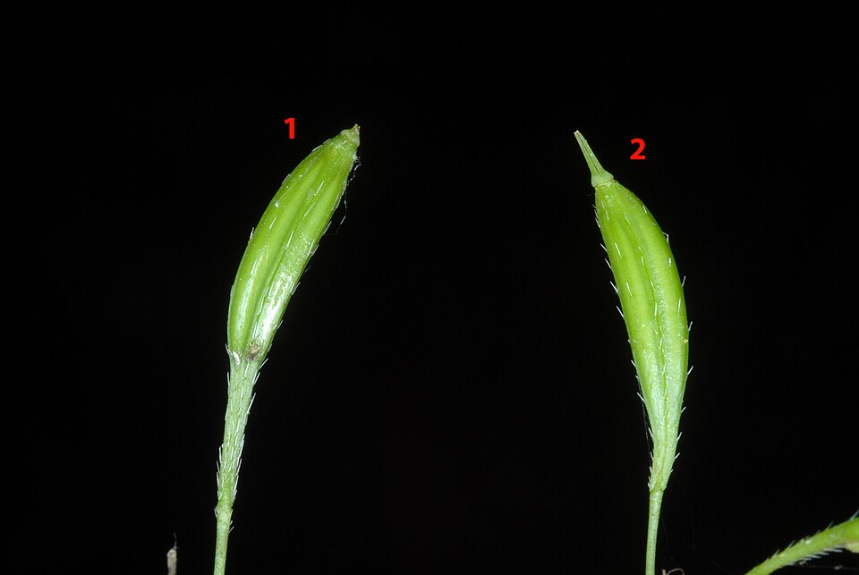 Osmorhiza (sweet cicely) (alternate view 4)