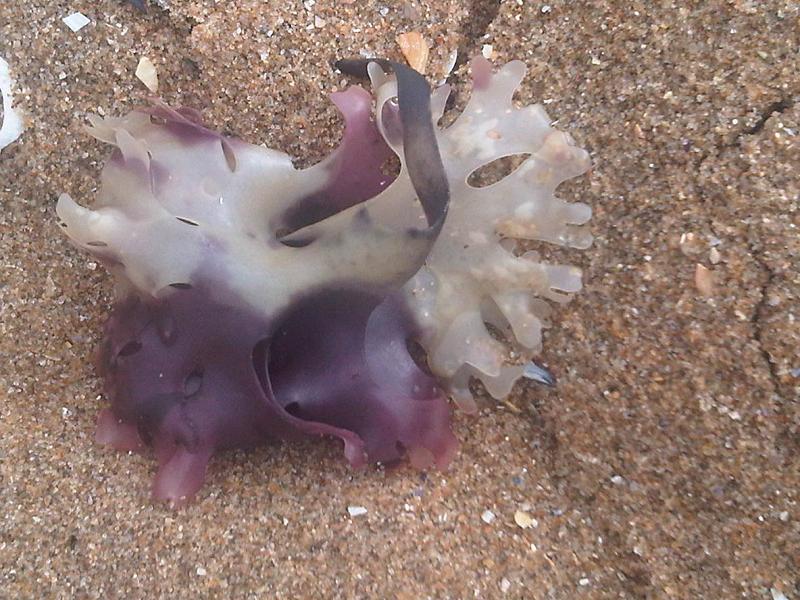 Chondrus crispus (Irish Moss)