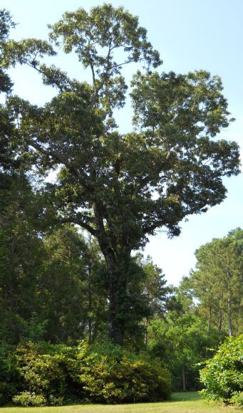 Quercus falcata (Southern Red Oak Tree) (alternate view 9)