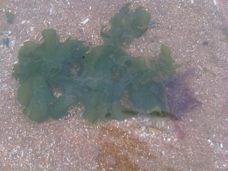 Ulva lactuca (Broadleaf Sea Lettuce)