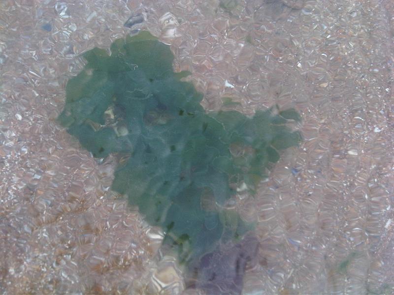 Ulva lactuca (Broadleaf Sea Lettuce)
