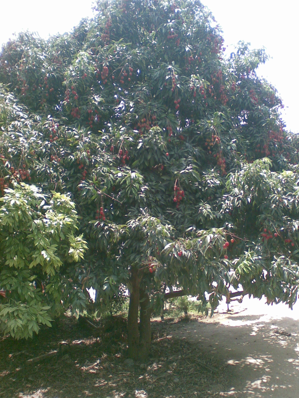 Litchi chinensis, Lychee — spreading evergreen (Sapindaceae) (image 6 of 10)