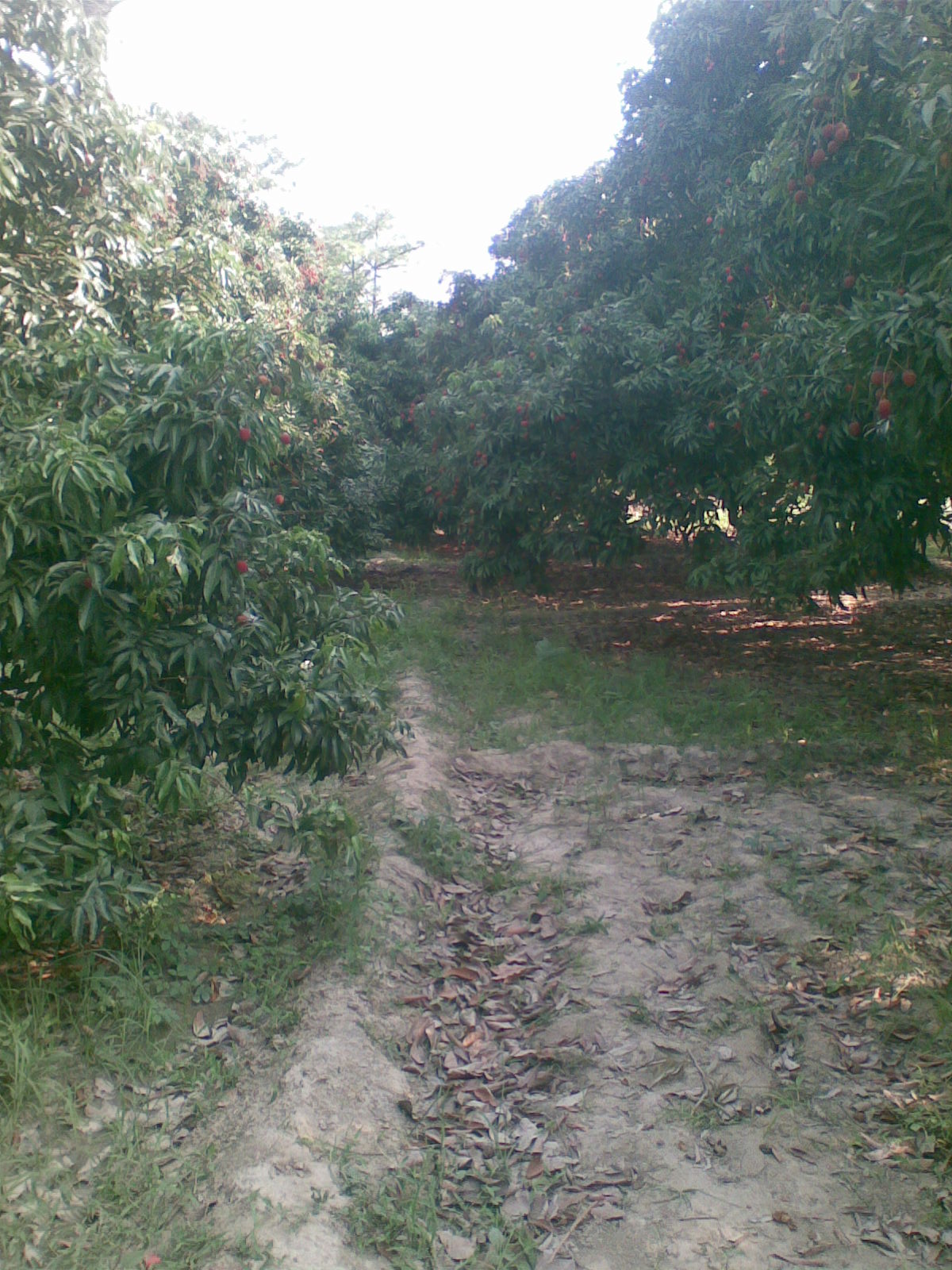 Litchi chinensis, Lychee — spreading evergreen (Sapindaceae) (image 7 of 10)