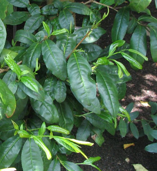 Camellia sinensis (Tea Plant) (alternate view 5)