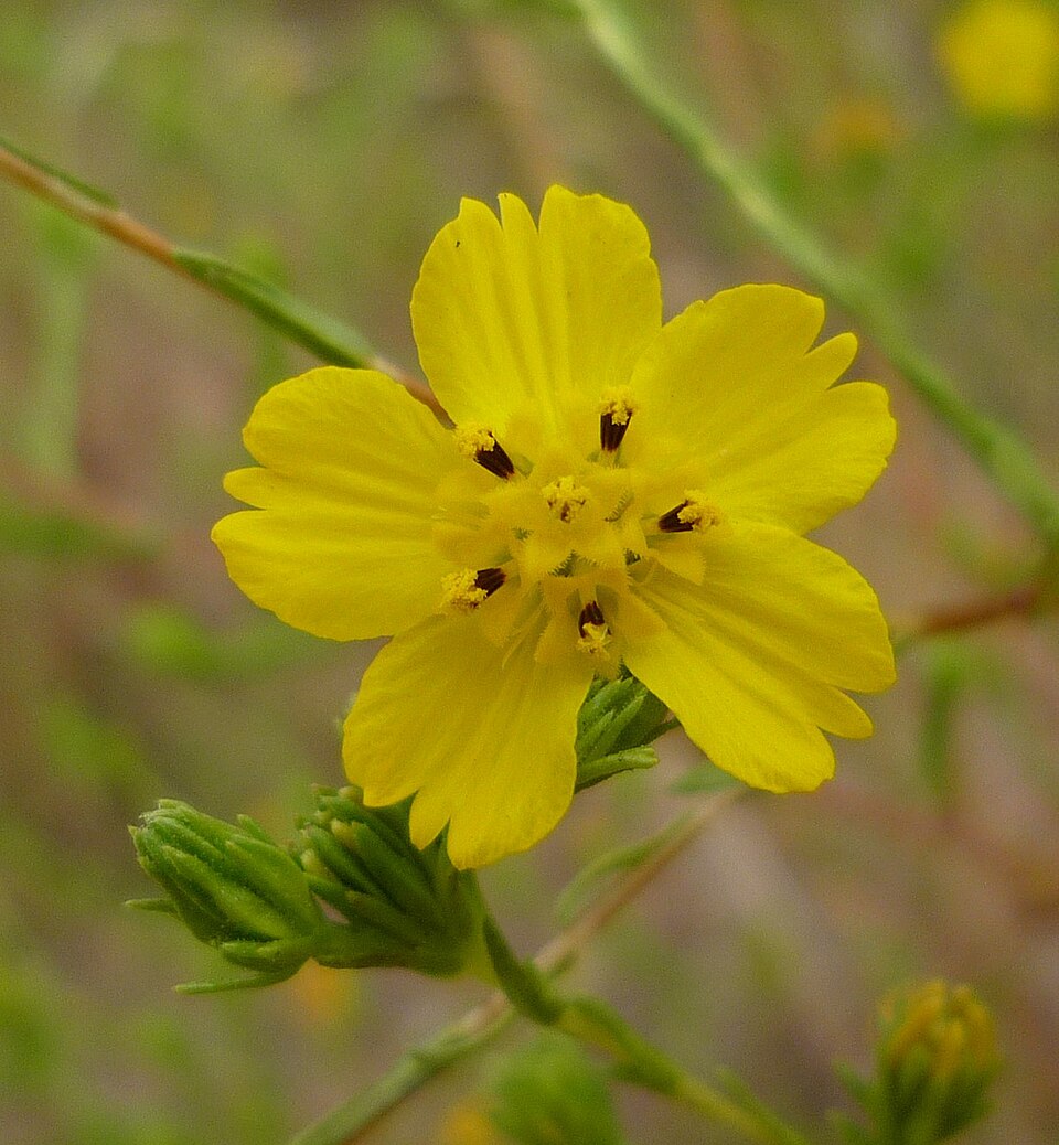 Deinandra fasciculata (Clustered Tarweed) (alternate view 3)