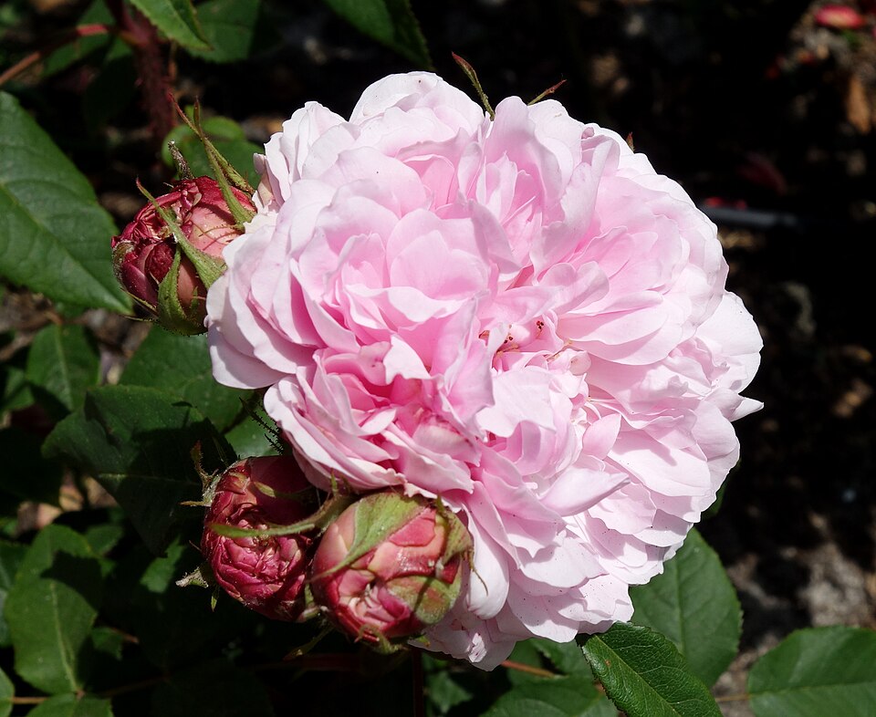 Rosa 'Marchesa Boccella' (Marchesa Boccella Rose) (alternate view 5)