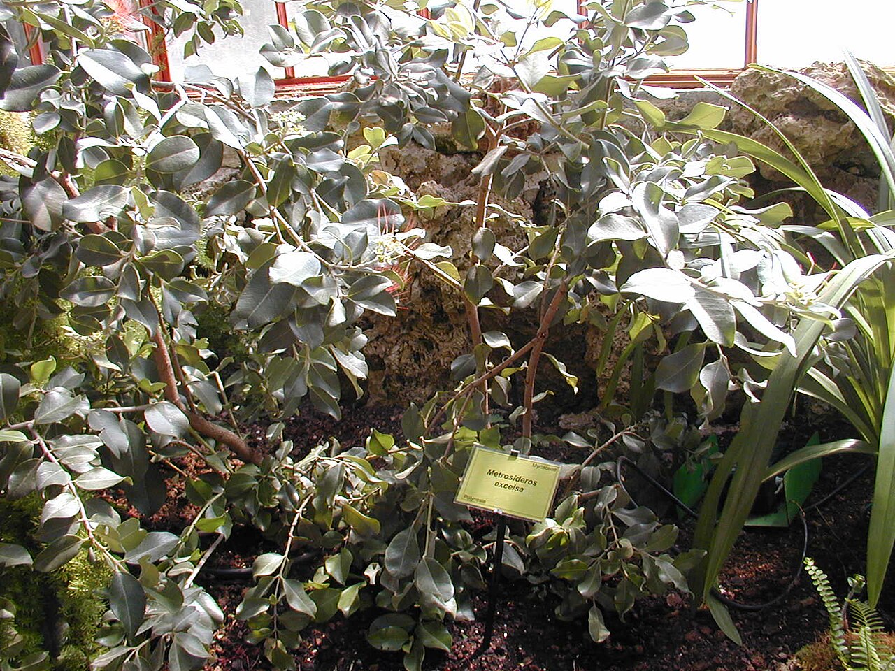 Metrosideros excelsa, Pohutukawa — spreading evergreen (Myrtaceae) (image 2 of 9)