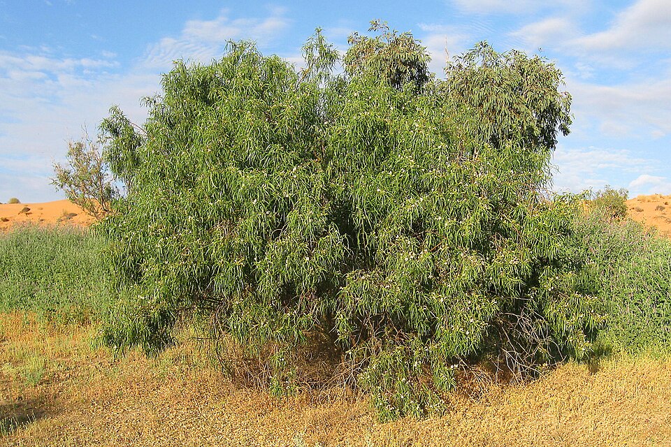 Eremophila longifolia (Weeping Emubush) (alternate view 7)