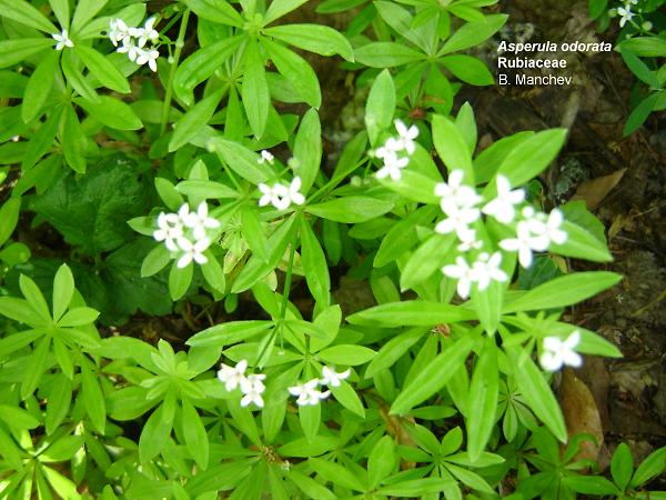 Galium odoratum (sweet woodruff) (alternate view 8)