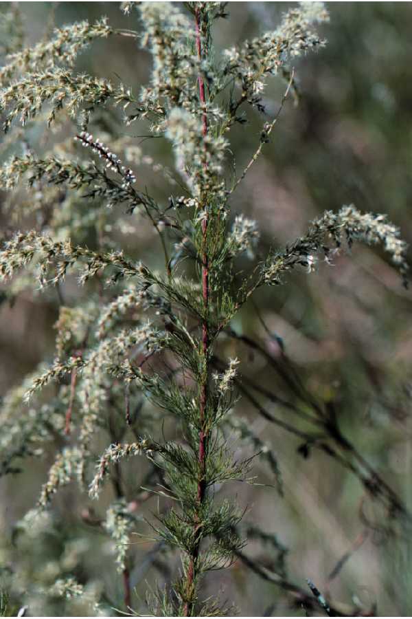Eupatorium capillifolium (dogfennel)