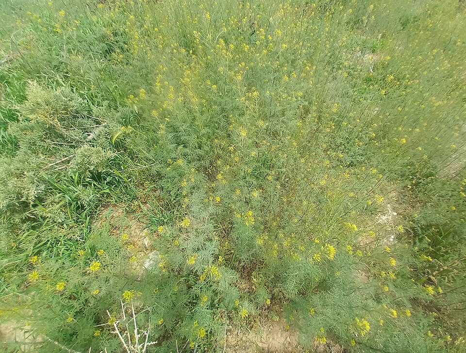 Sisymbrium (Hedgemustards) (alternate view 3)