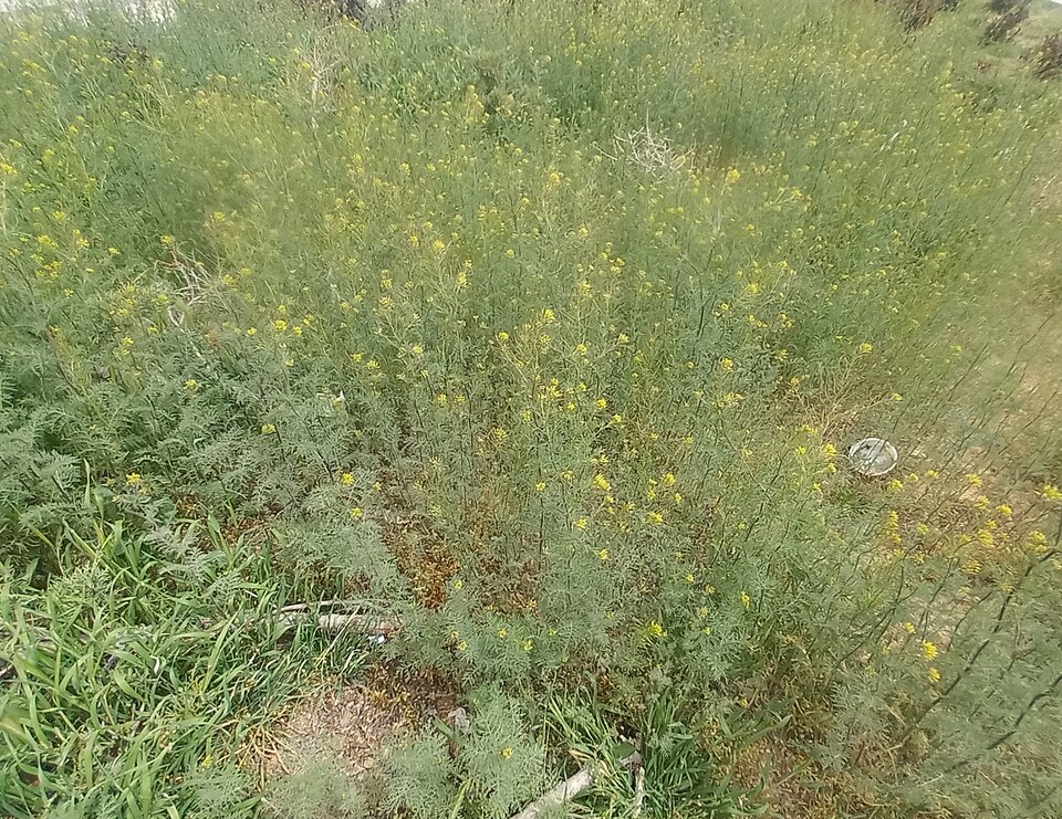 Sisymbrium (Hedgemustards) (alternate view 4)