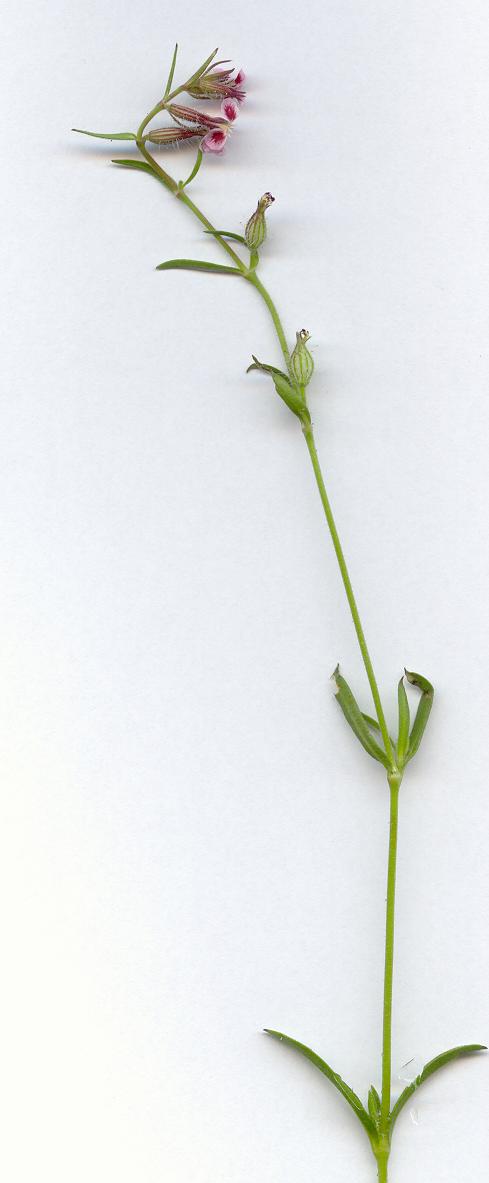 Silene gallica (Small-flowered Catchfly)