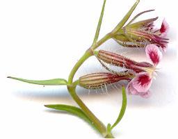 Silene gallica (Small-flowered Catchfly) (alternate view 2)