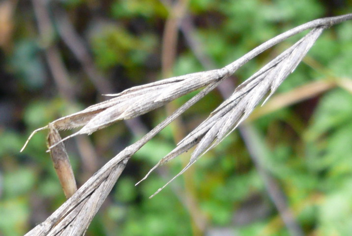 Brachypodium sylvaticum (Slender False Brome)