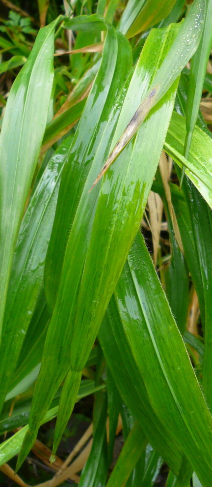 Brachypodium sylvaticum (Slender False Brome)